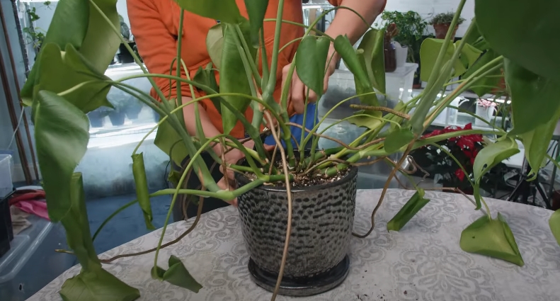 monstera yellow leaves