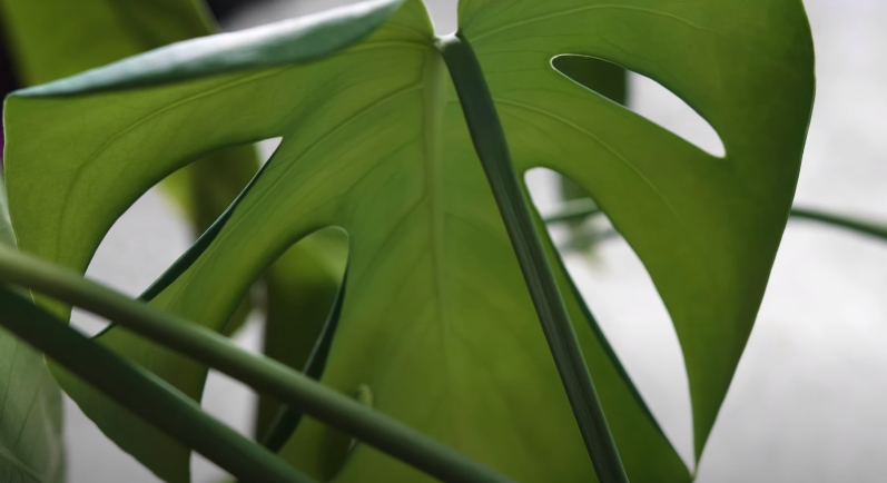 monstera leaves turning yellow