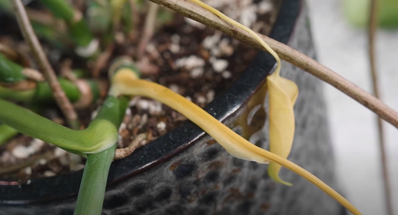 Overwatering that cause monstera 