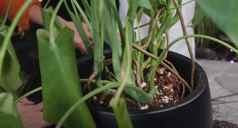 monstera turning yellow