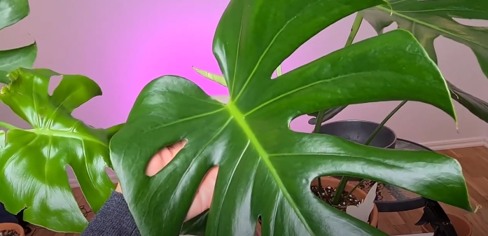 How do you get rid of Pests in Monstera