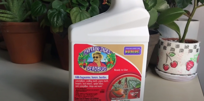 Captain Jack's dead bug brew for get rid of Pests in Monstera