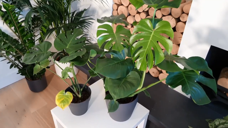 Monstera Yellow Leaves