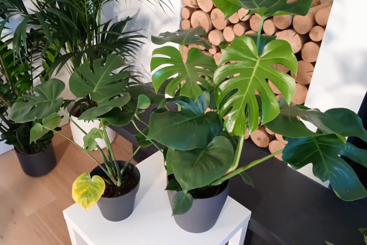 Monstera Yellow Leaves