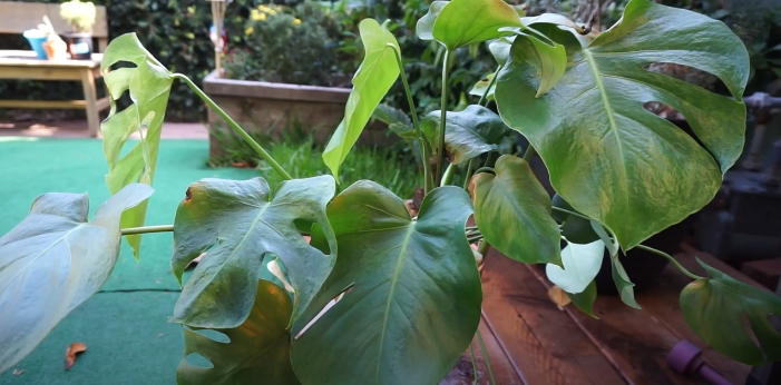 How to Water Monstera Deliciosa