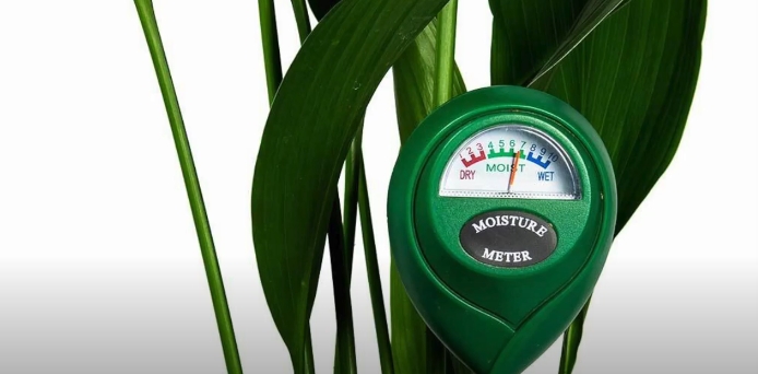 moisture meter for swiss cheese plant 