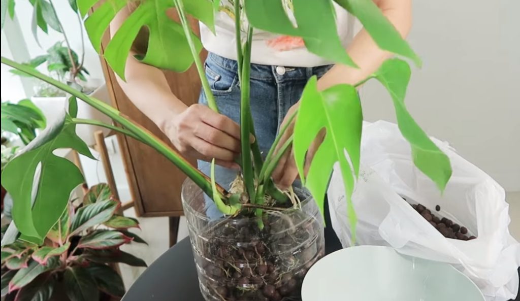 monstera repotting after propagation