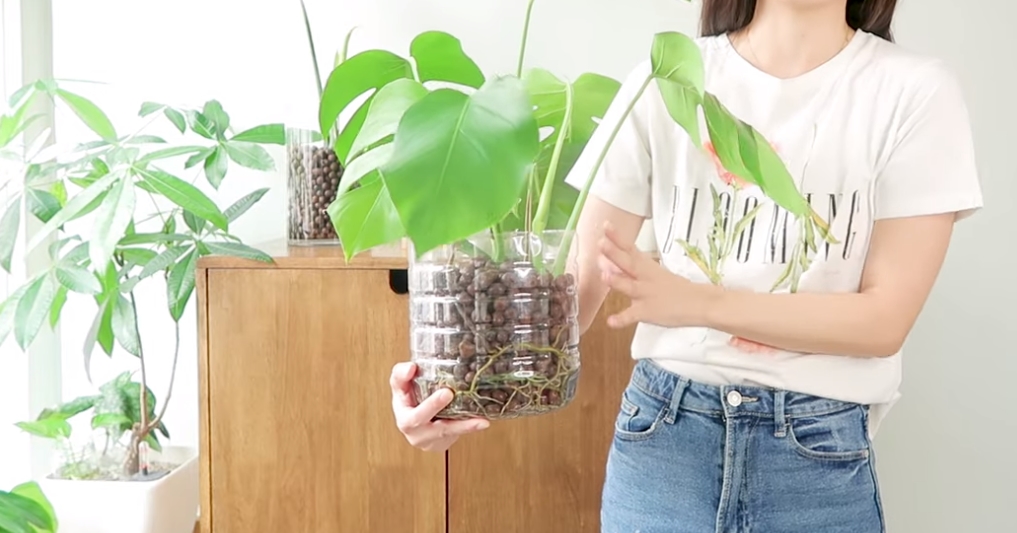 Repotted Monstera Plant