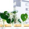 Can you Propagate Monstera in Water