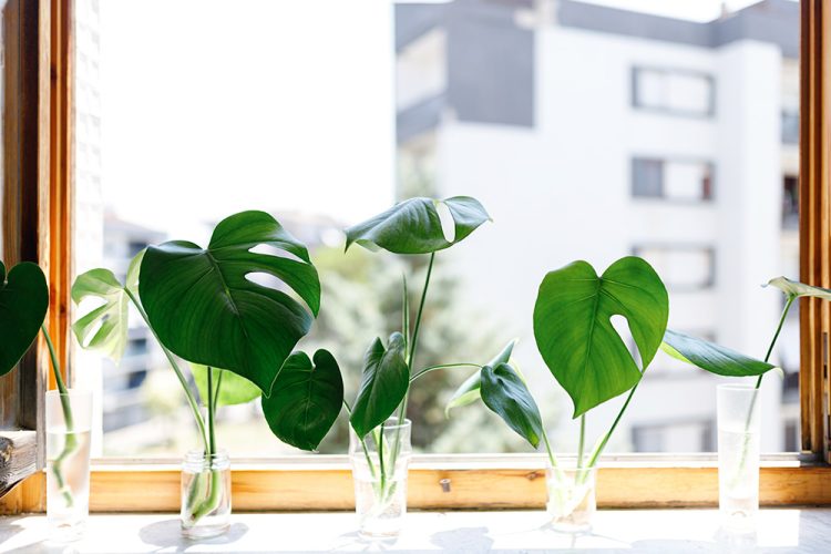 Can you Propagate Monstera in Water