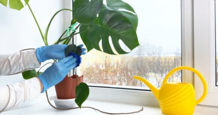 How to Care for Monstera in Winter