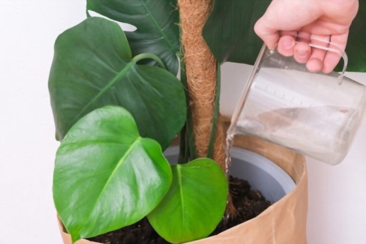 Bottom Watering Better for Monstera Plants