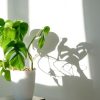 How much Light does Monstera need