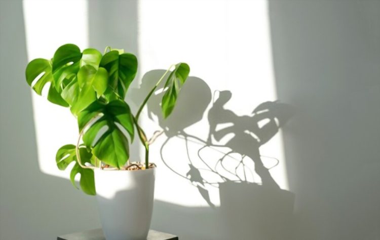 How much Light does Monstera need