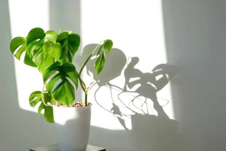 How much Light does Monstera need