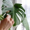 How to Clean Monstera Leaves