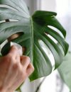 How to Clean Monstera Leaves? Comprehensive Guide