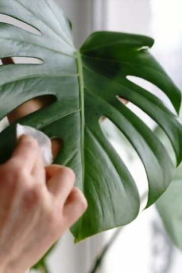 How to Clean Monstera Leaves