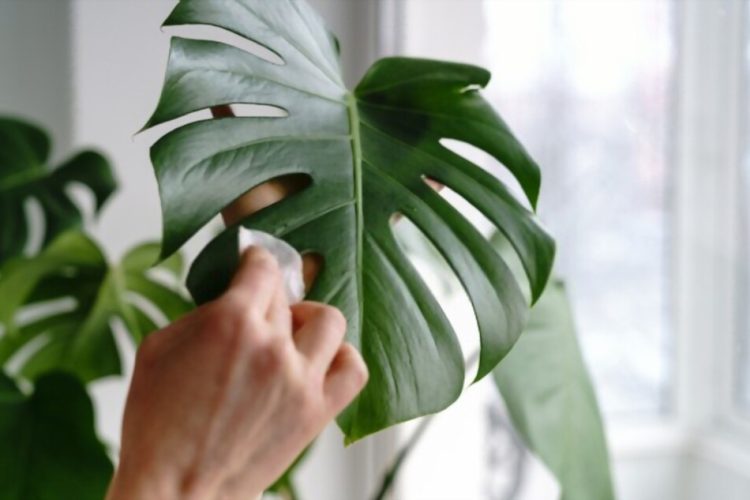 How to Clean Monstera Leaves
