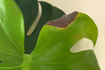 My Monstera Leaves Have Black Spots
