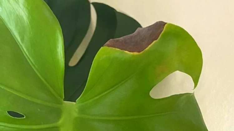 My Monstera Leaves Have Black Spots