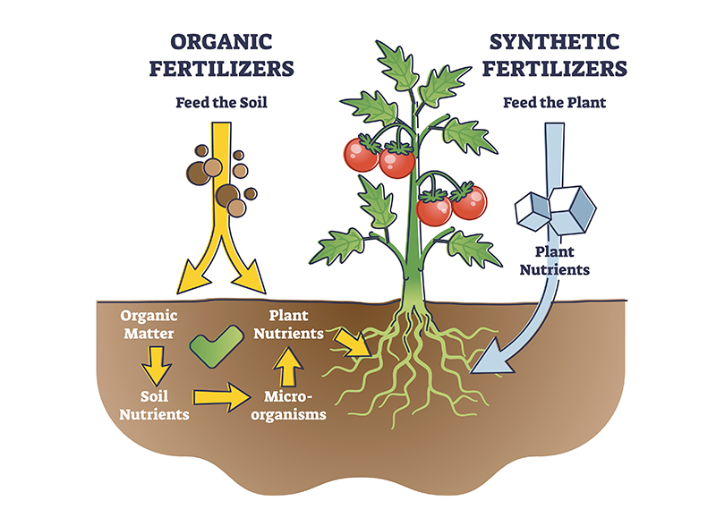 Synthetic or organic fertilizer