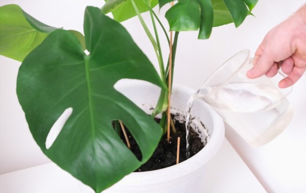 bottom watering of Monstera plant