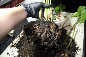 monstera root rot